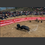 《苗家春节斗牛》