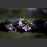 又是一季桃花开