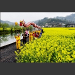 龙飞凤舞