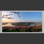 桃花盛开的季节