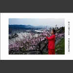赏花