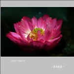 荷花_8653