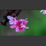 桃花醉