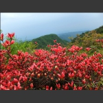黄花溪神鹰山的红杜鹃