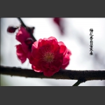 花季