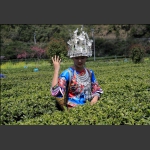 採茶女