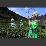 採茶女