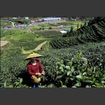 採茶员工