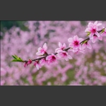 一枝独秀