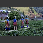 採茶归来