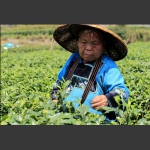 採茶老人