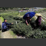 採茶员工