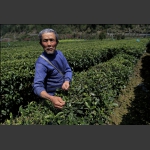 採茶老人