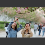 满园樱花动客情