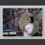 吉大第二届樱花节2