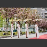 樱花路上秀旗袍-2