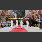 樱花路上秀旗袍