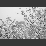 雪韵金山岭