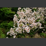 一枝桐子树花朵