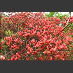 杜鹃花花蕾