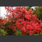 野生杜鹃花