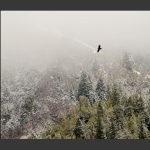 雪山雄鹰