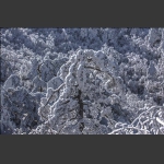 雪松