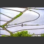 又是一年新绿时2