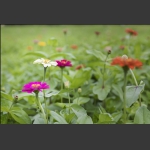 慈利花海3