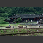 糊仓-犁田