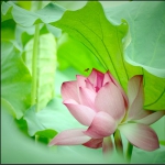 荷塘蜜语
