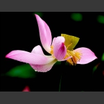 淡装玉立