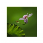 一花一如来