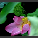 莲哥花妹情意长