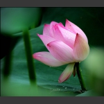出水芙蓉