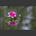 莲花