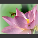 蜂恋花蕊