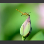 骄傲的蜻蜓