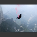 空中飞鸟