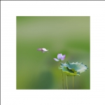 无可奈何花落去