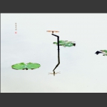 秋荷风韵
