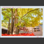 红螺寺雌雄银杏树（雄树）