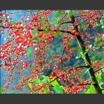 红果满枝