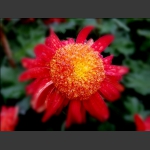 美丽秋菊