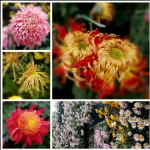 美丽秋菊
