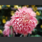 菊韵