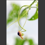 蜗牛图 5