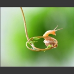 蜗牛图 7
