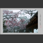 屋檐边的那一抹红