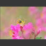 蜜蜂和花